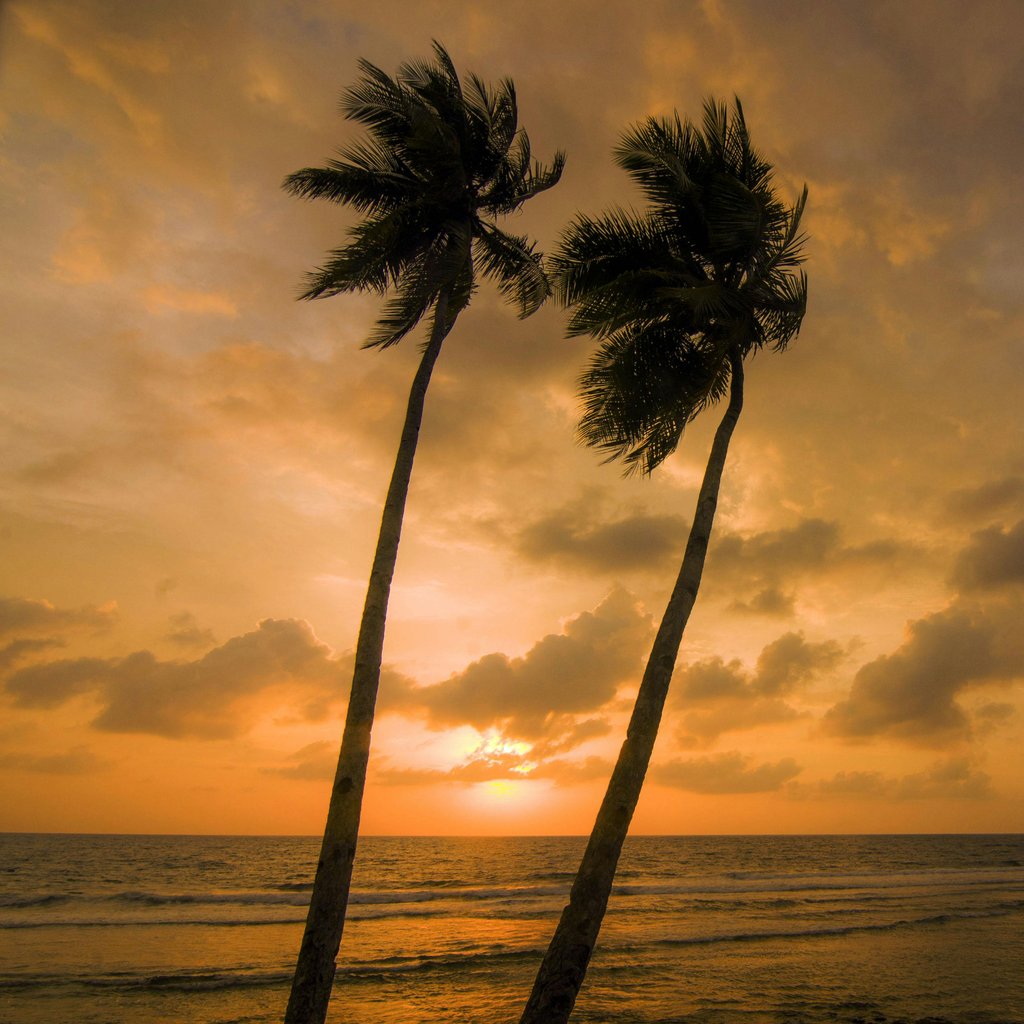 Stunning sunset view with palm trees on Teluk Ambon, capturing nature's tranquility and beauty.