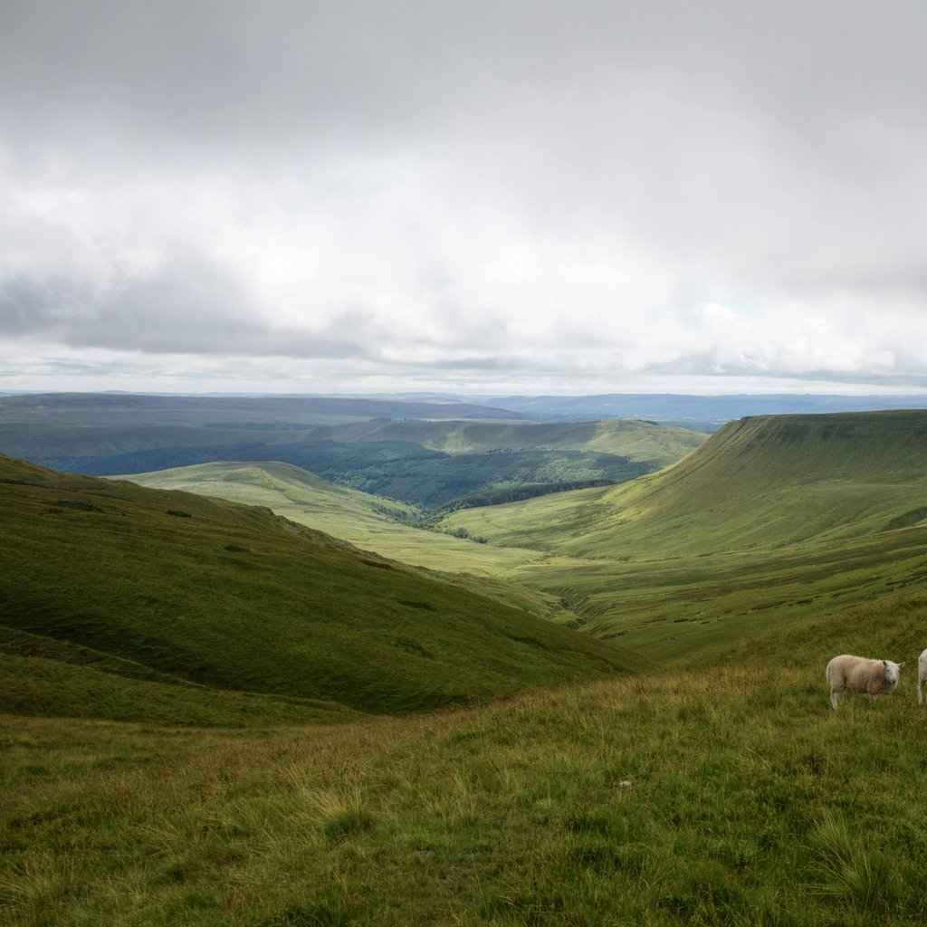 Stunning view of Brecon Beacons in Wales featuring lush hills and grazing sheep under a cloudy summer sky.