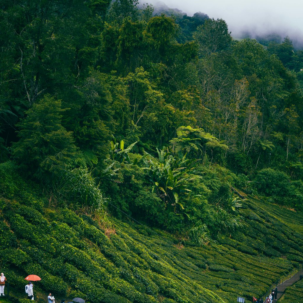 Lush green tea plantation with visitors in Cameron Highlands, Malaysia.