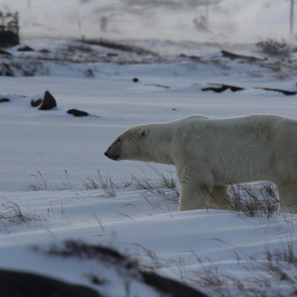 Captivating image of a polar bear walking through the snow in Churchill, Canada.