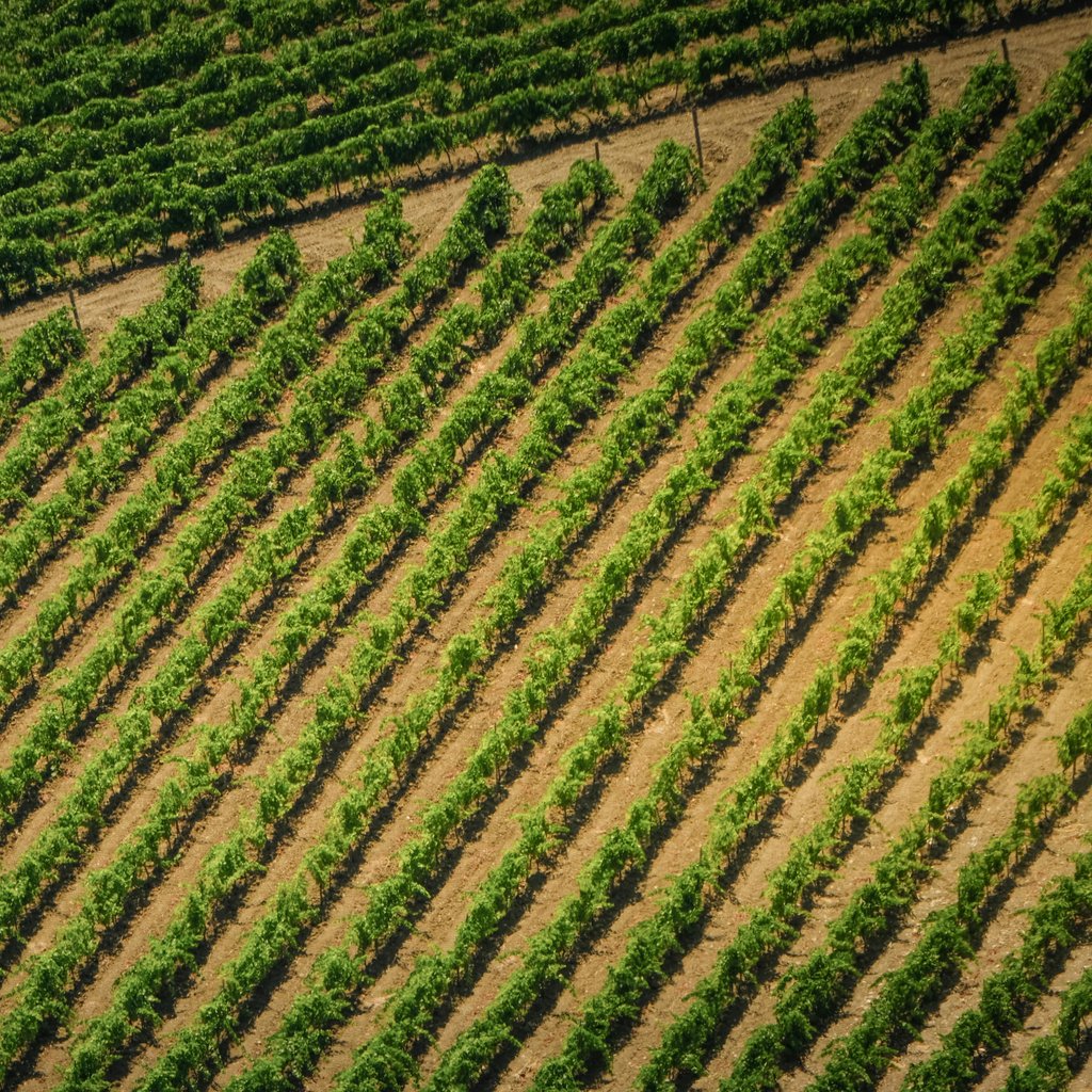 Diagonal aerial view of green vineyard rows under the summer sun.