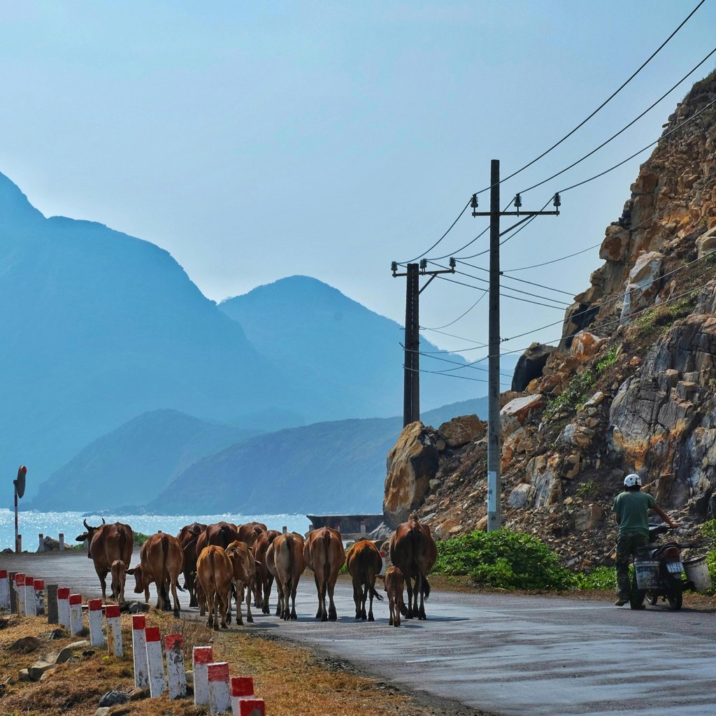 Herd of cattle and lone motorcyclist on a scenic coastal road in Vietnam with tropical landscape.