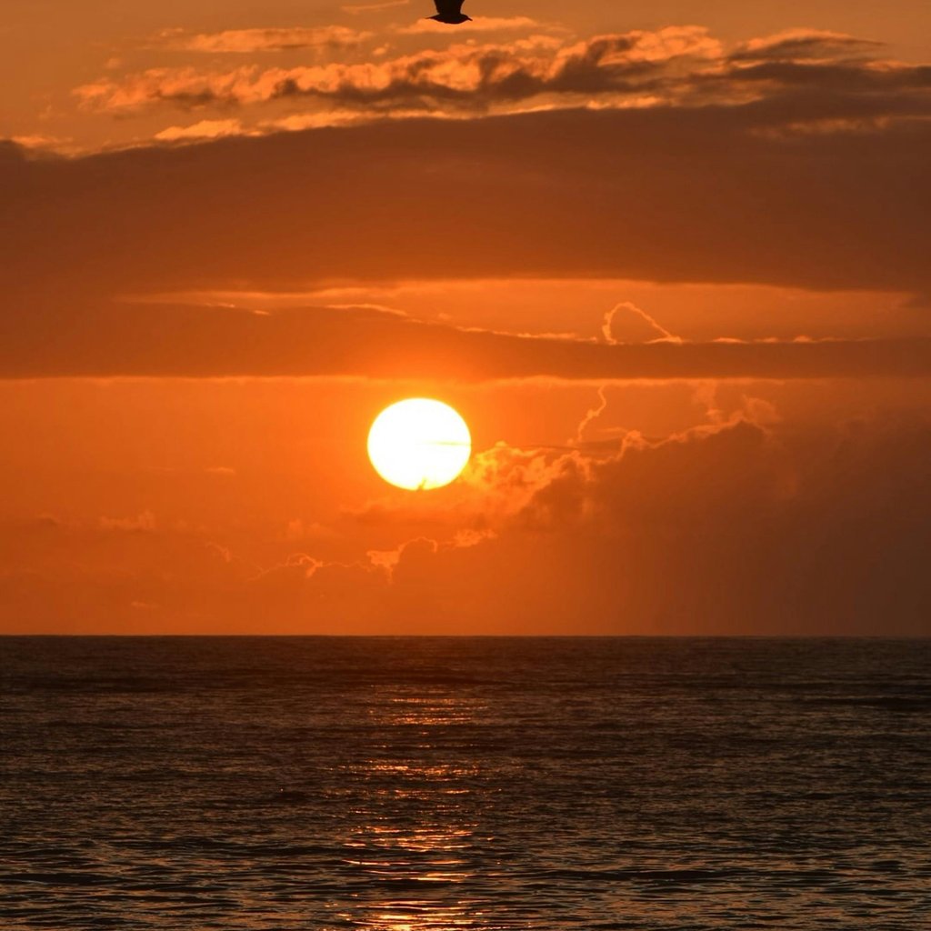 A tranquil sunset at Diani Beach, Kenya, with a bird silhouetted against the orange sky.