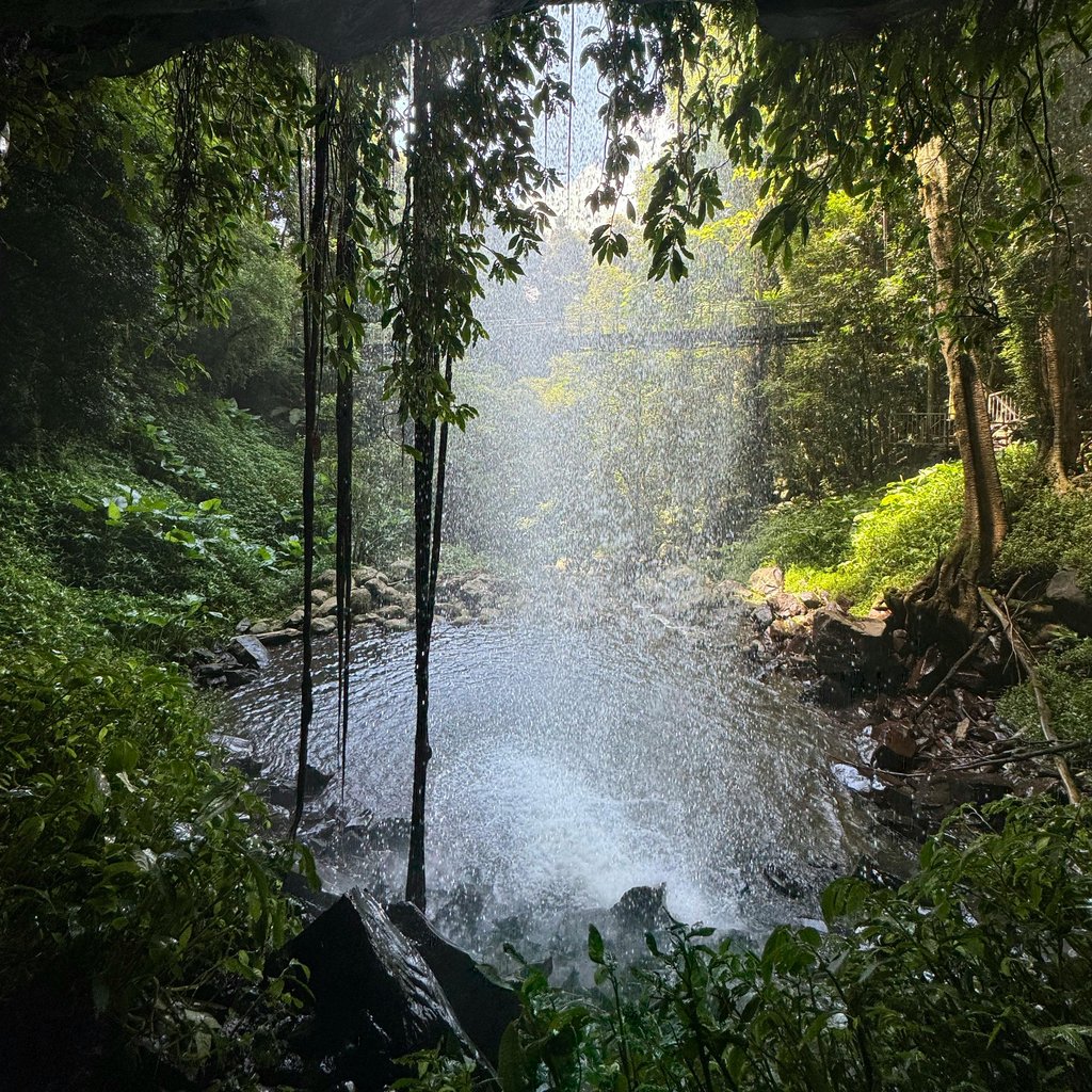 Explore a tranquil waterfall hidden within a lush rainforest canopy.