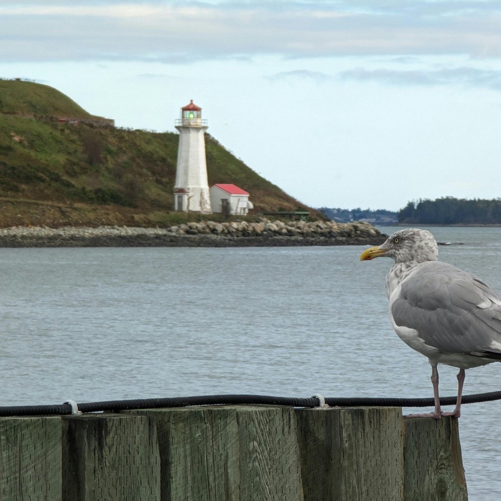 A seagull perched near Georges Island Lighthouse in Halifax, Nova Scotia.