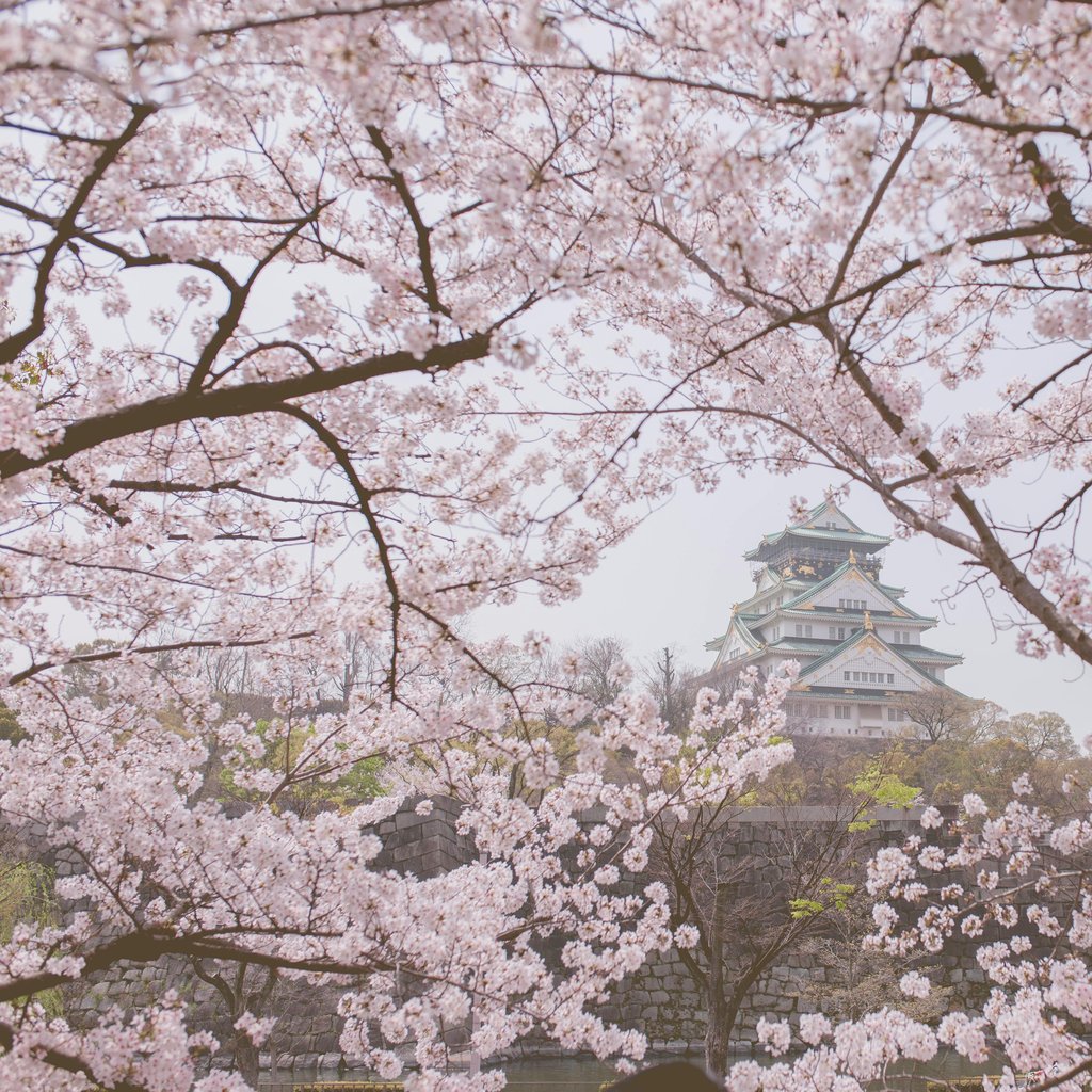 Breathtaking view of Osaka Castle surrounded by blooming cherry blossoms in springtime.