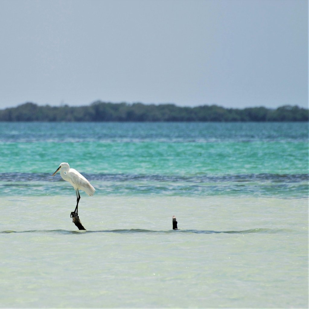 A solitary egret perched on driftwood in the clear waters of Isla Holbox, Mexico.