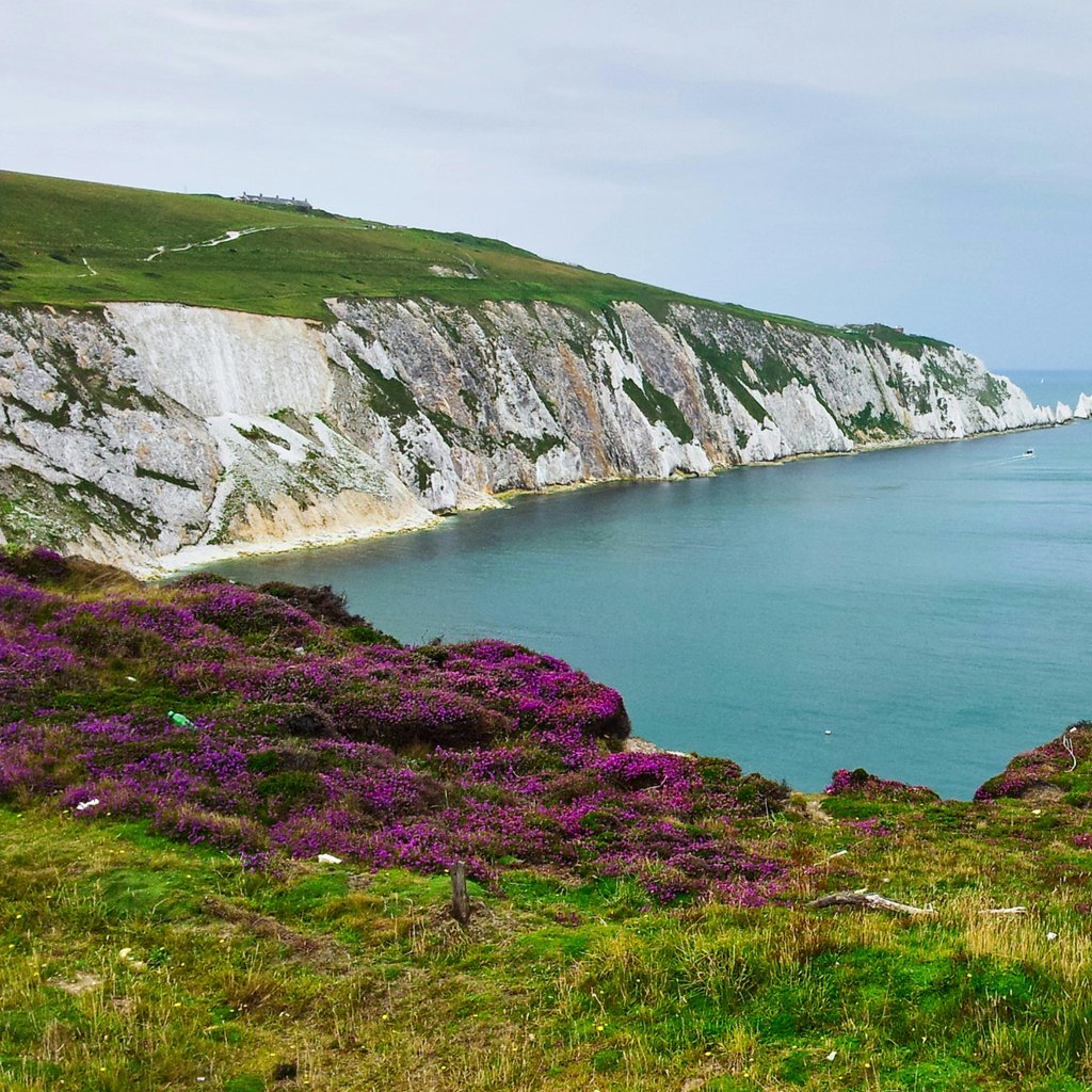 Stunning coastal landscape featuring the iconic Needles on the Isle of Wight with vibrant pink heather in the foreground.