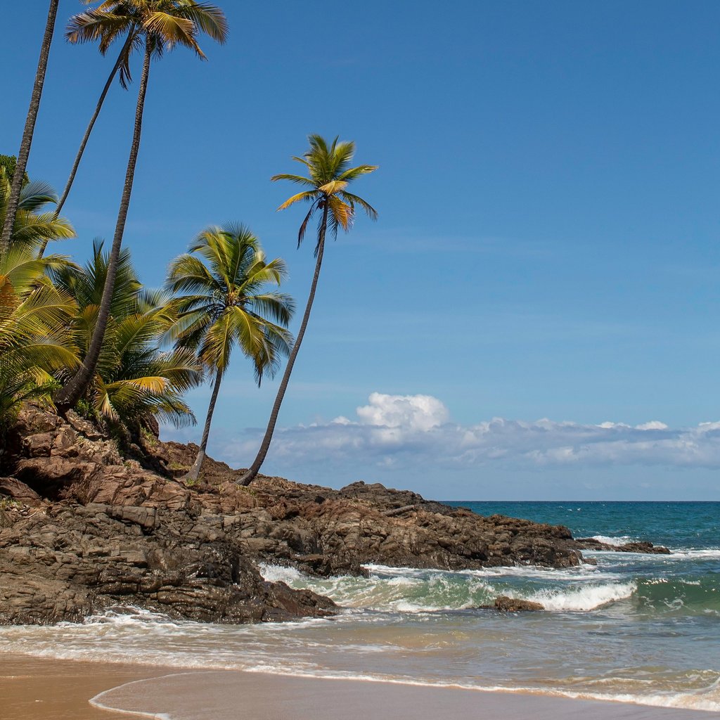 Explore the vibrant palm-lined beaches of Itacaré, Brazil, in this stunning summer photo.