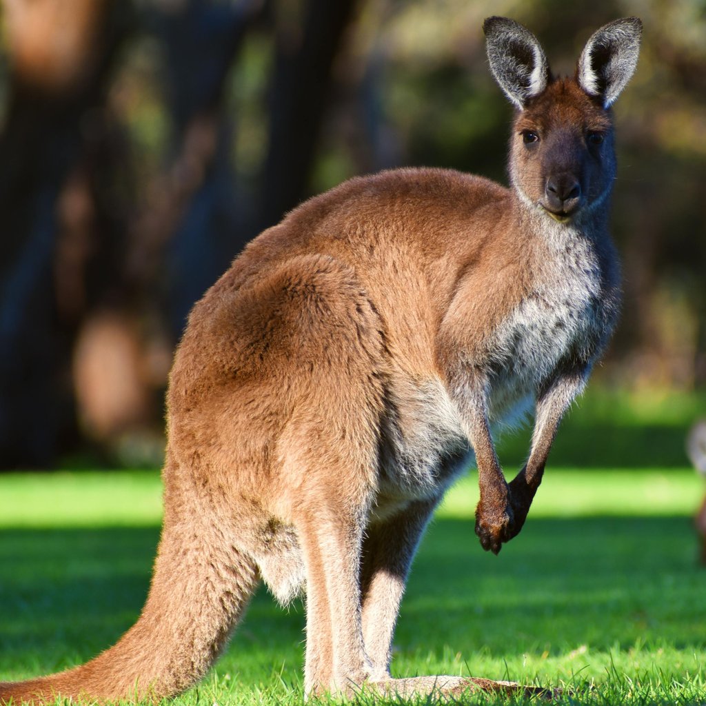 Kangaroo standing on grassy field in Belair, Australia. Capturing wildlife in natural habitat.