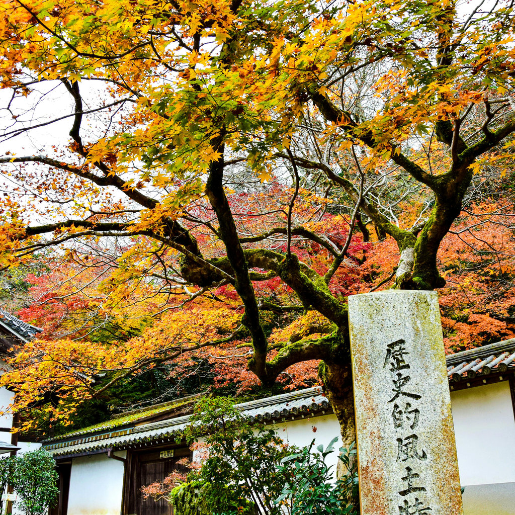 Beautiful autumn foliage in a Japanese temple garden with traditional architecture.