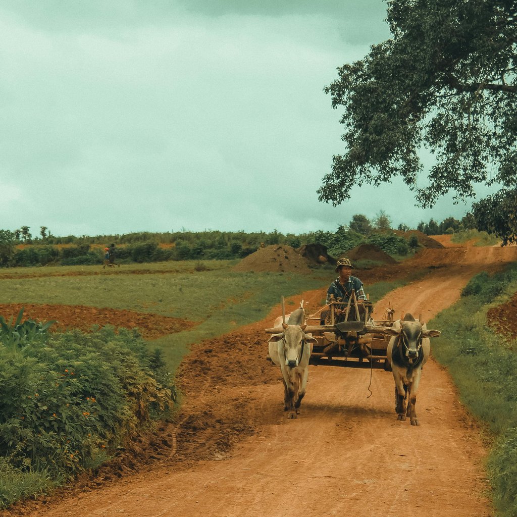 A farmer rides an ox cart on a red dirt road through the fields of Kalaw, Myanmar.