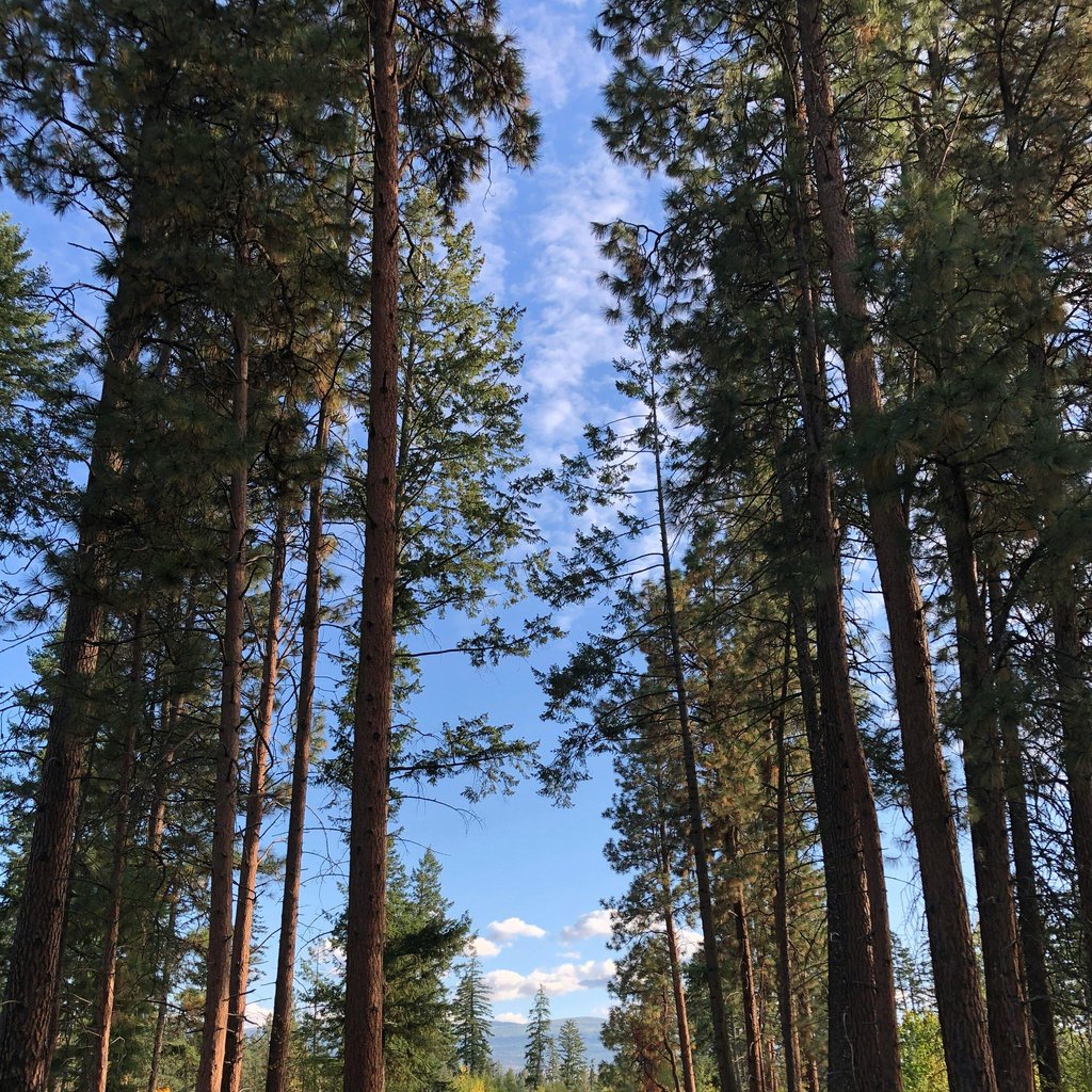 Peaceful forest path in Kelowna, BC, showcasing tall trees under a clear sky.