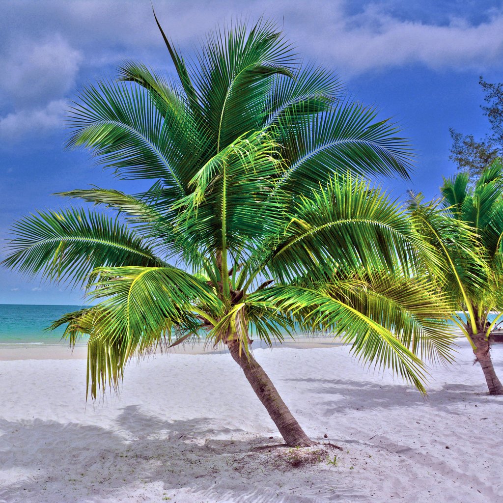 Serene tropical beach in Cambodia featuring lush palm trees and white sand.