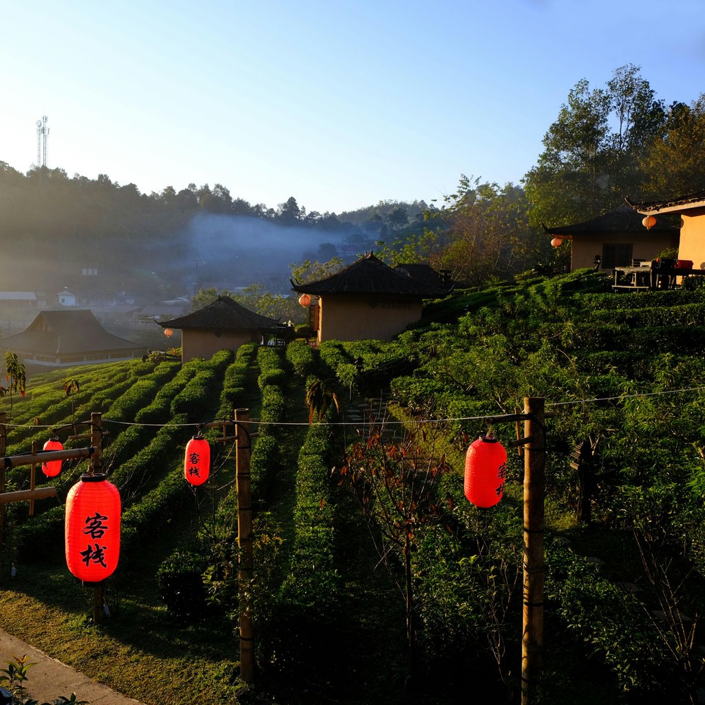 A serene sunrise view over a tea plantation with red lanterns in rural Thailand.