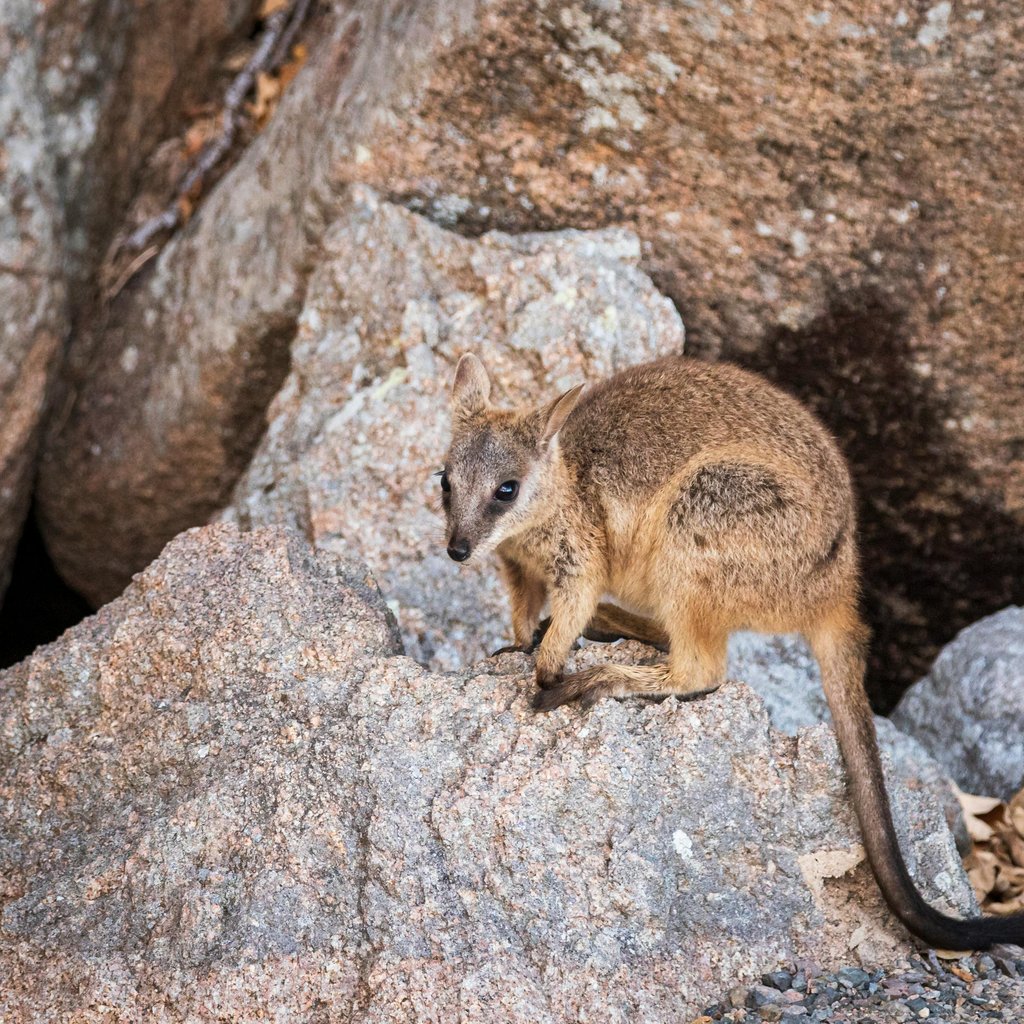 A rock wallaby sitting on granite rocks in its natural habitat in Australia.