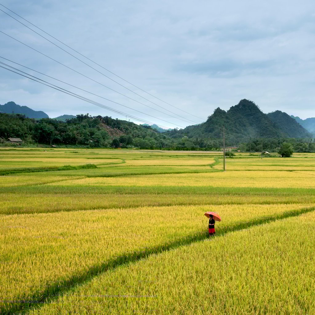 A person with a red umbrella stands in a vast, picturesque rice field surrounded by mountains.