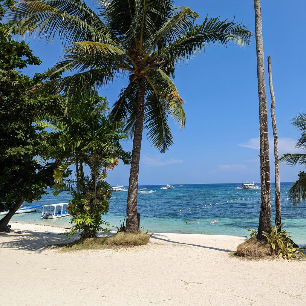 Idyllic tropical beach scene with palm trees and clear waters on Panglao Island, Philippines.