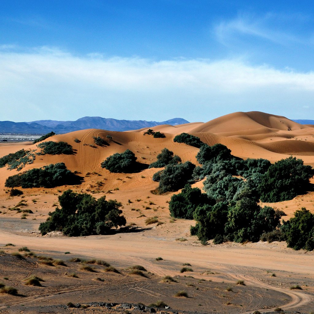 Panoramic view of Merzouga's iconic sand dunes and greenery under a clear blue sky.