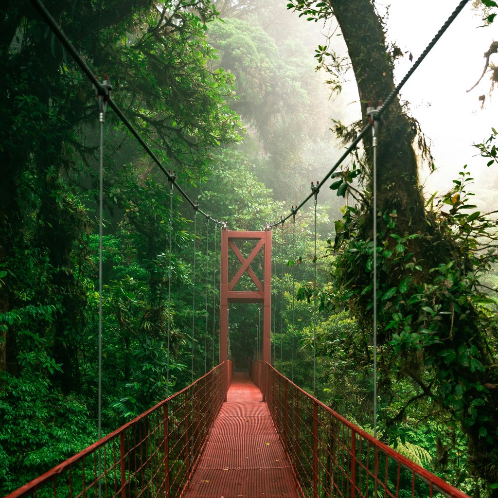Red suspension bridge surrounded by lush green forest in Monteverde, Costa Rica.