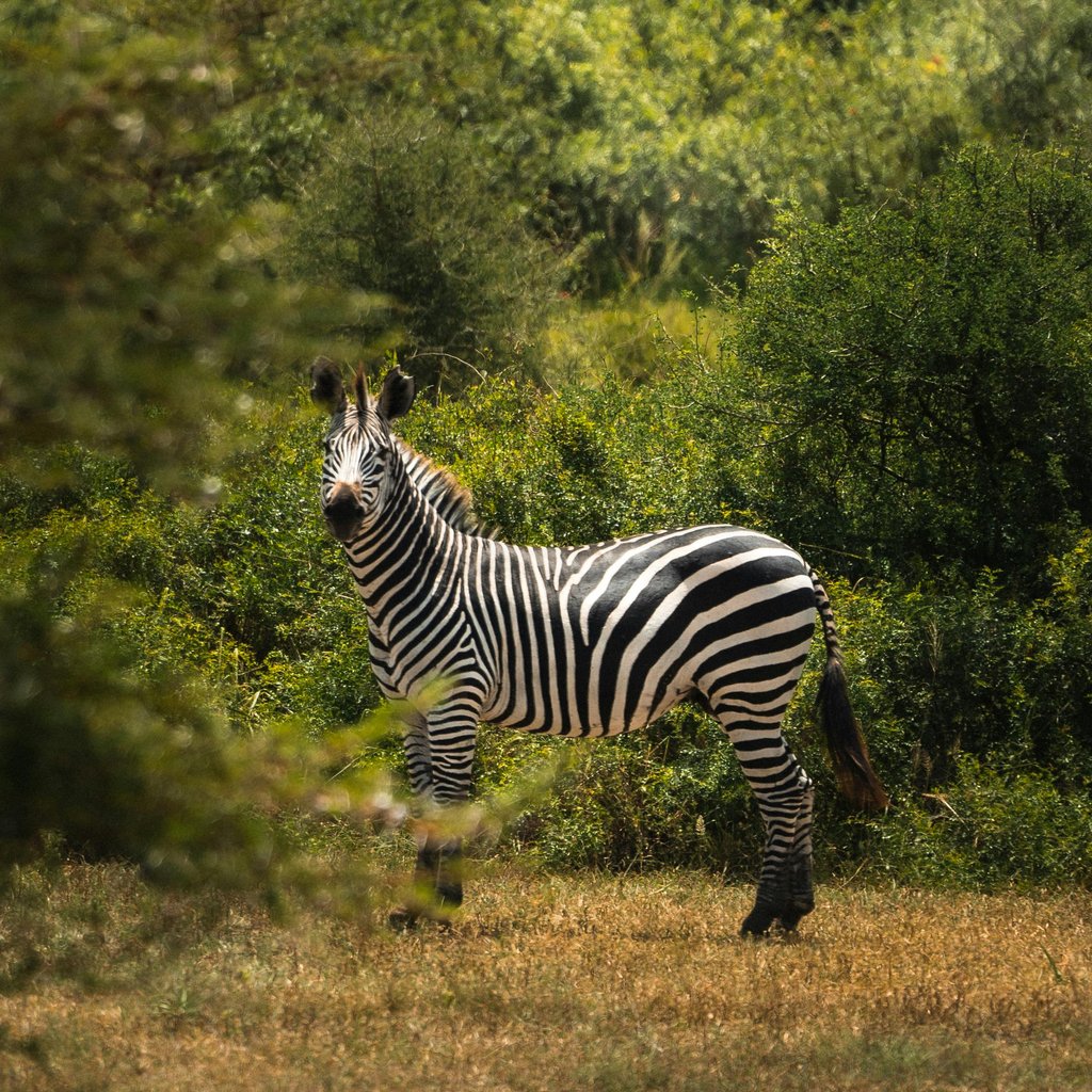 A zebra stands amidst lush greenery in Tanzania's Kilimanjaro region, showcasing natural beauty.