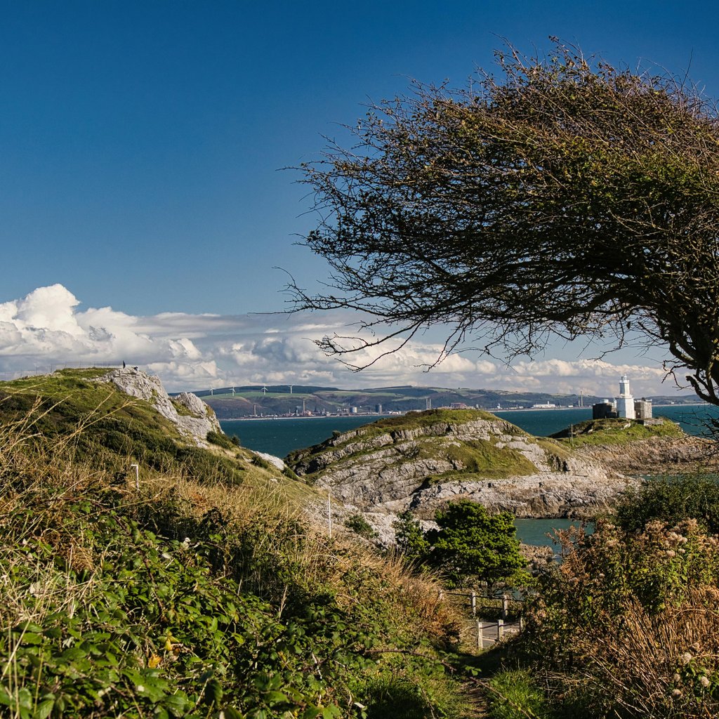 Dramatic windswept tree with Mumbles Lighthouse in the background on a sunny day.
