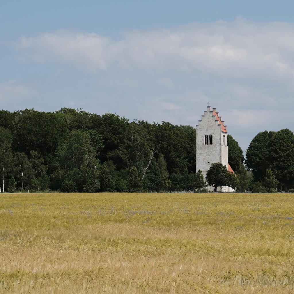 Quaint church tower rising behind lush trees and golden fields on Gotland Island, Sweden.