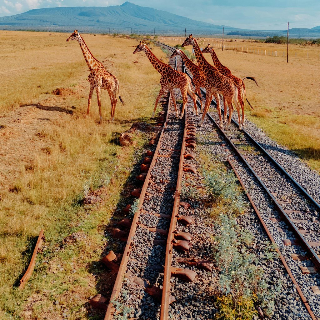 Giraffes walking across railway tracks in the vast African savanna under a clear blue sky.