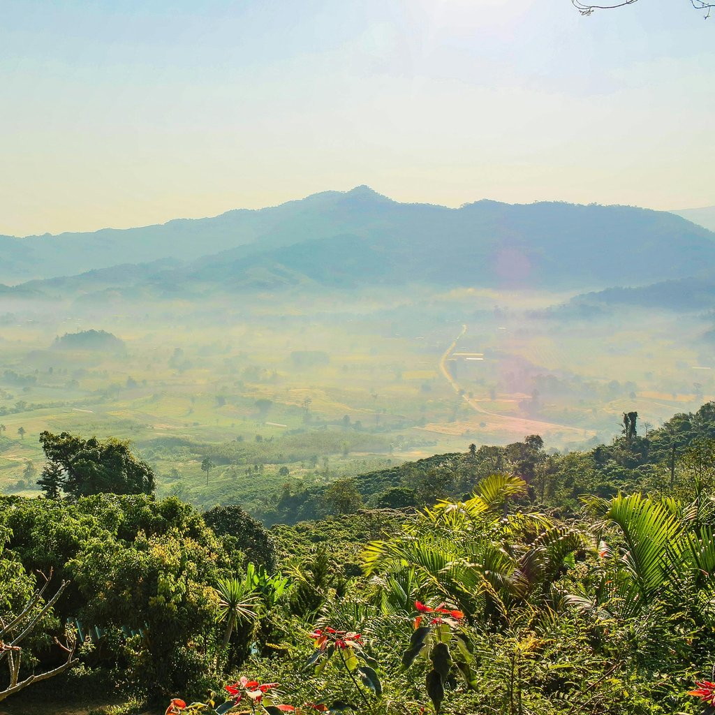 A tranquil view of a mist-covered valley with mountains at sunrise in Thailand, showcasing lush greenery and vibrant scenery.
