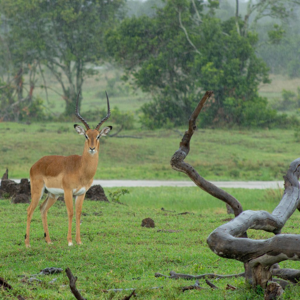 Impala gazing calmly at camera amidst lush greenery in Nanyuki, Kenya.