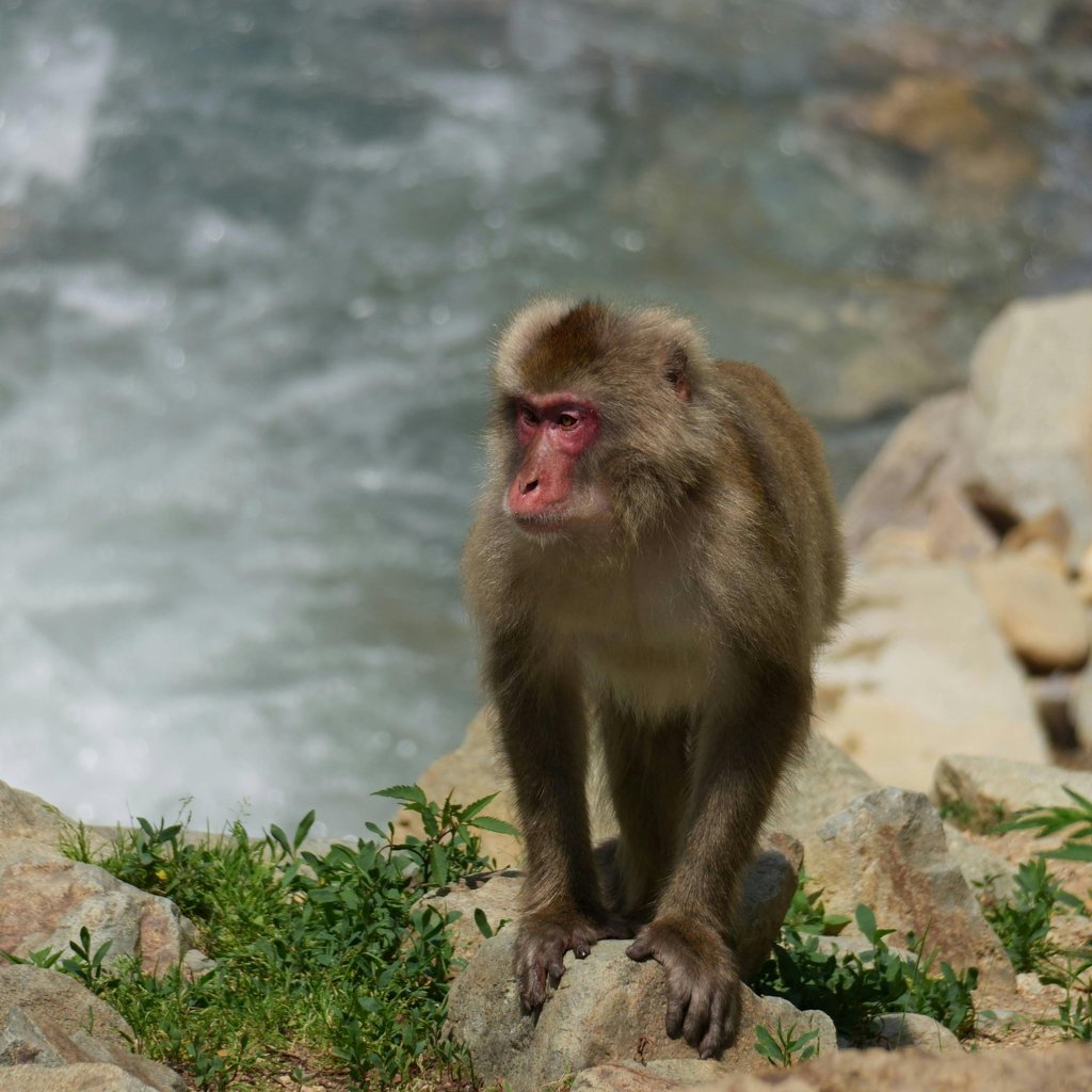 Japanese Macaque standing on rocks near a hot spring in Hokkaido, Japan.