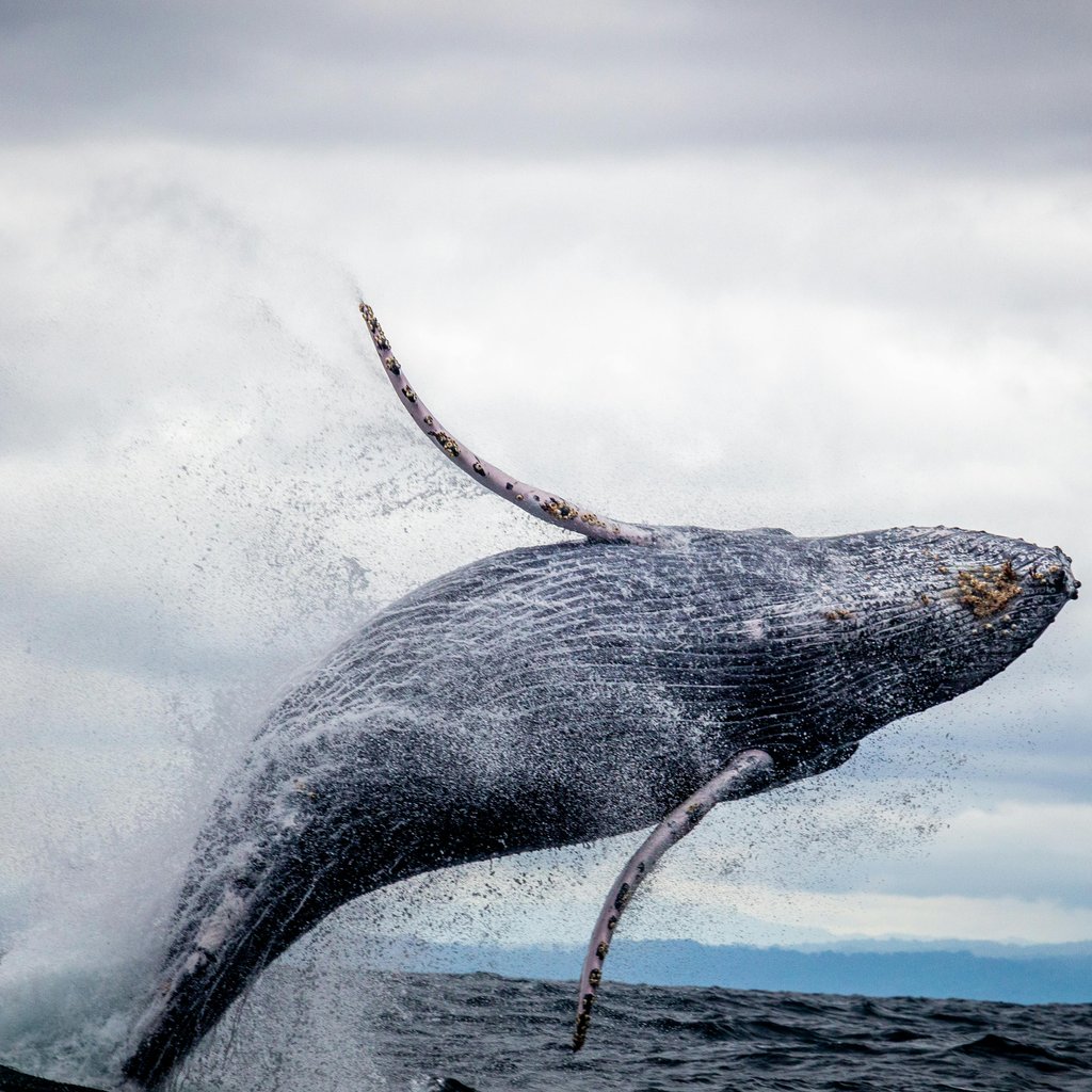 Majestic humpback whale breaching in the Pacific Ocean, Colombia, showcasing marine wildlife beauty.