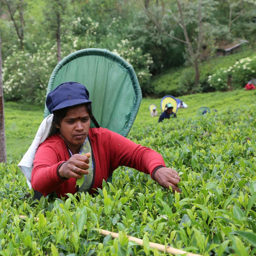 Woman harvesting tea leaves in lush green fields of Nuwara Eliya, Sri Lanka.
