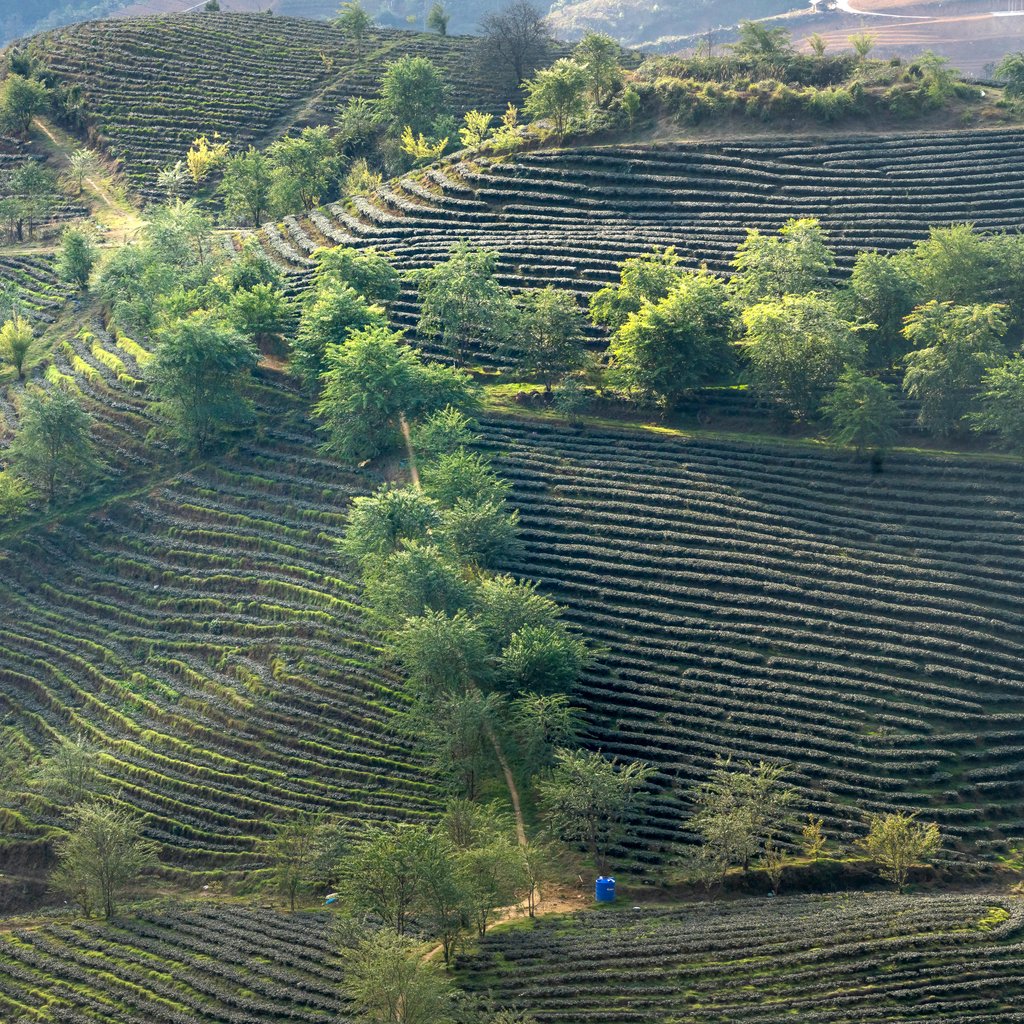 A breathtaking aerial view of verdant terraced fields bathed in sunlight.