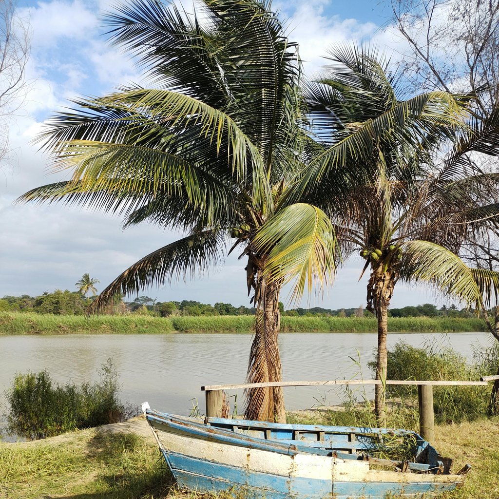 A sunlit scene of an abandoned wooden boat under palm trees by the river in Piura, Perú.