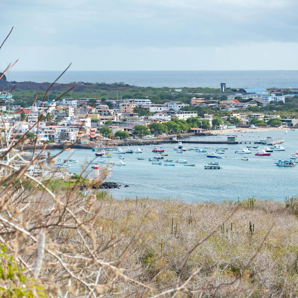 Scenic view of a coastal town with numerous boats in the bay, surrounded by lush vegetation.