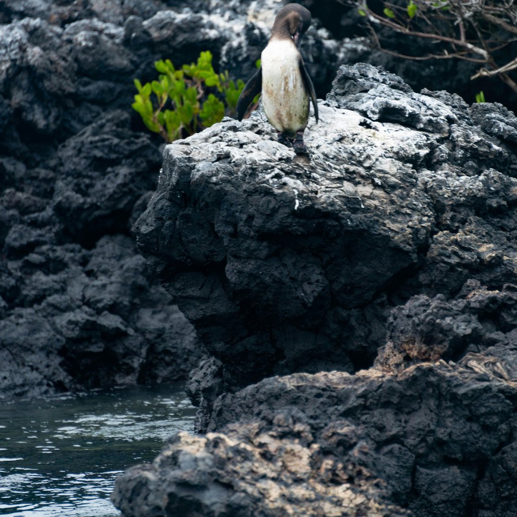 Captivating image of a Galapagos penguin perched on volcanic rocks in Puerto Villamil, Galápagos, Ecuador.