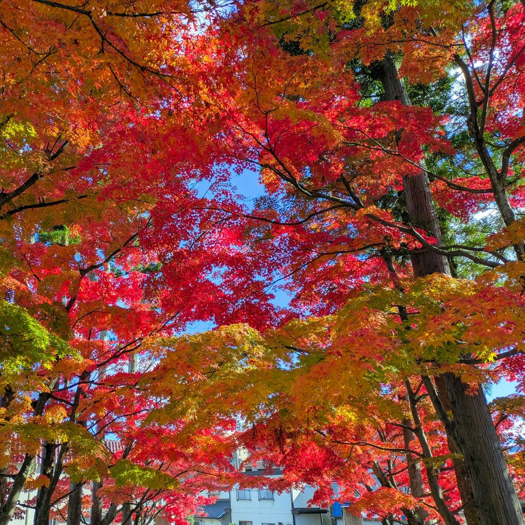 Colorful autumn leaves in Sendai, Japan, showcasing vibrant red and orange hues.