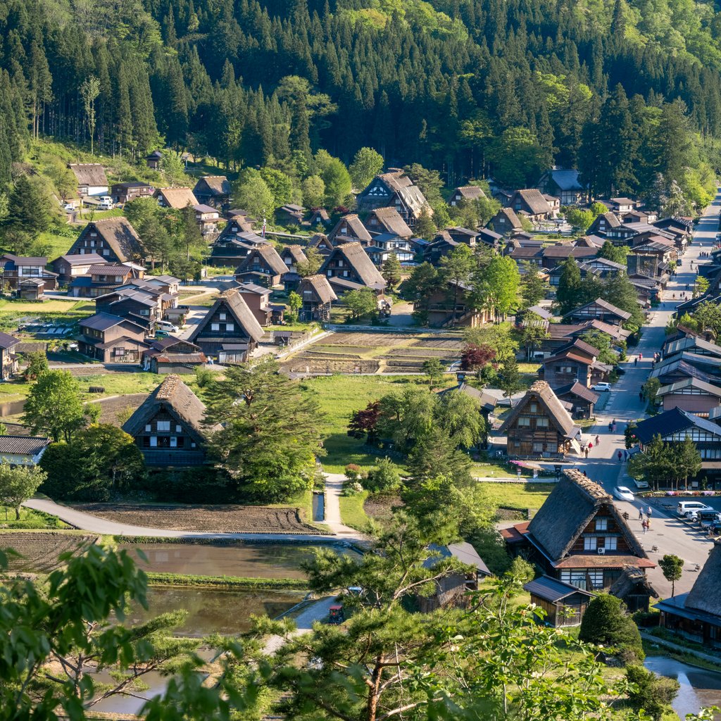 Discover Shirakawa-go, a UNESCO heritage site with iconic gassho-zukuri thatched-roof houses in a lush summer landscape.