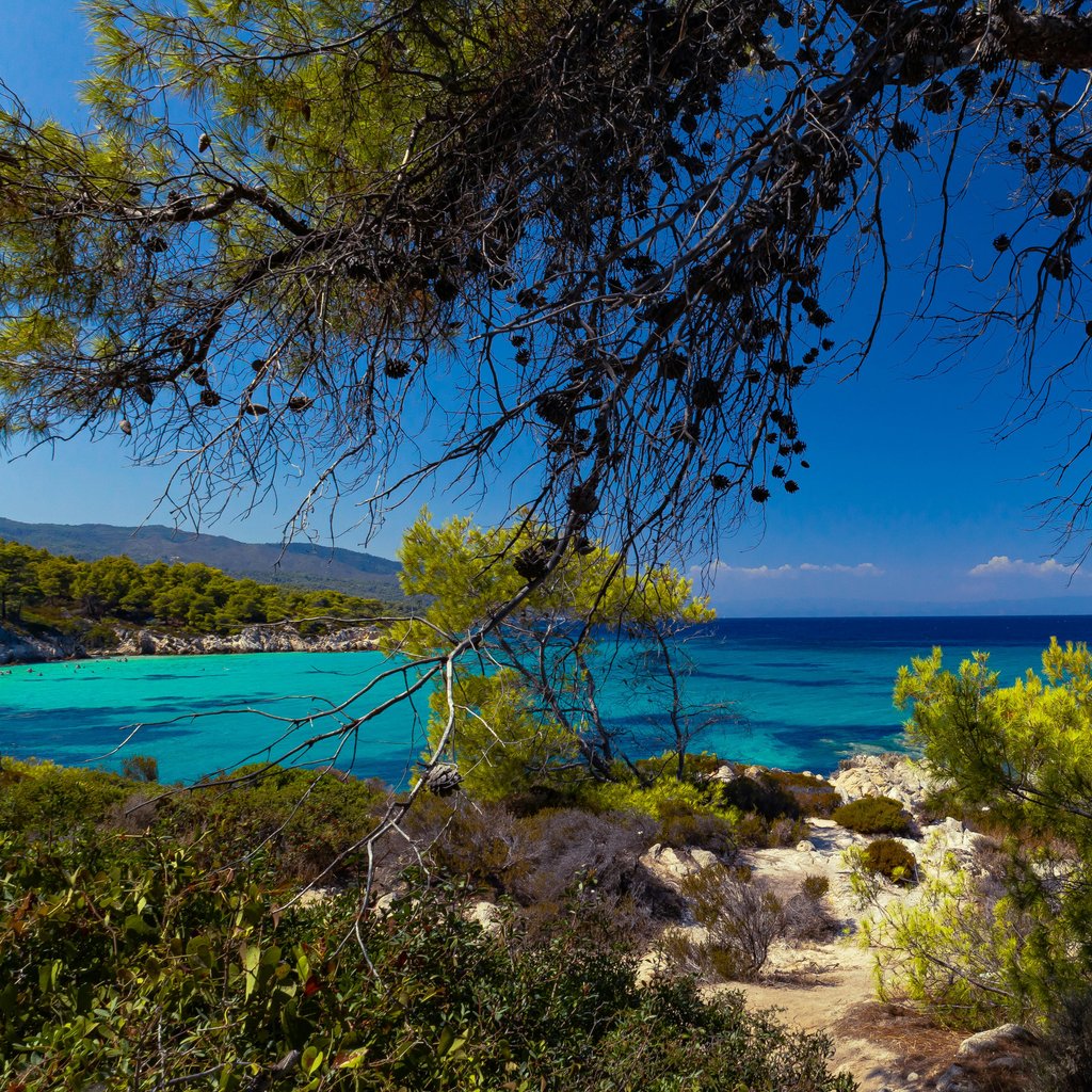 Captivating view of a turquoise Mediterranean coastline, framed by lush pine trees under a vibrant blue sky. Perfect for travel inspiration.