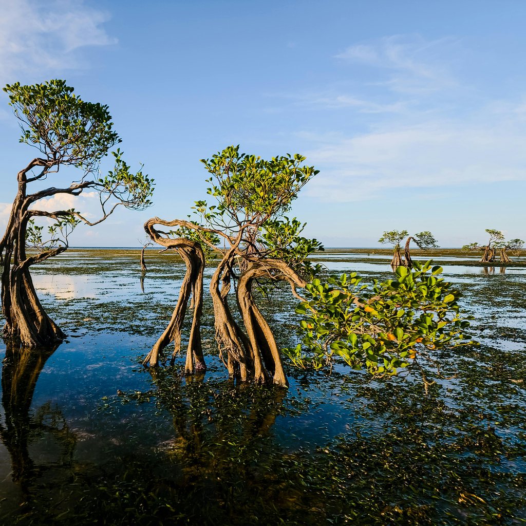Beautiful view of mangrove trees reflecting in the water under a clear sky in Indonesia.