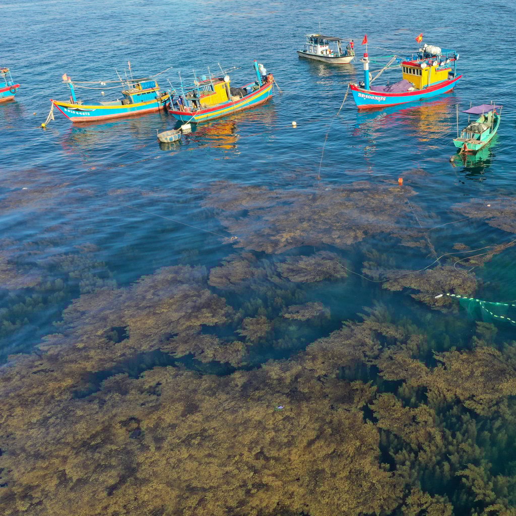 Aerial view of colorful fishing boats on blue water. Vibrant colors, seaweed visible beneath the surface.