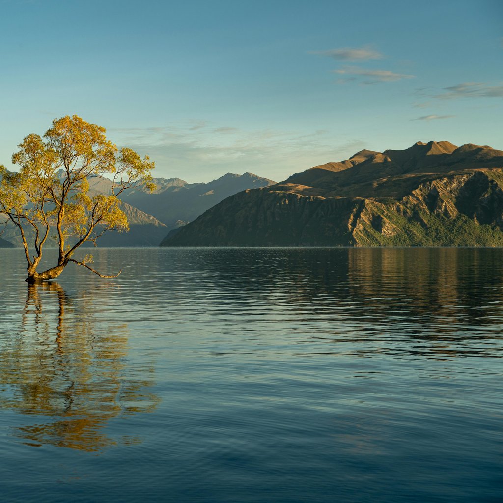 Serene landscape of the famous Wanaka Tree reflecting in Lake Wanaka, New Zealand.