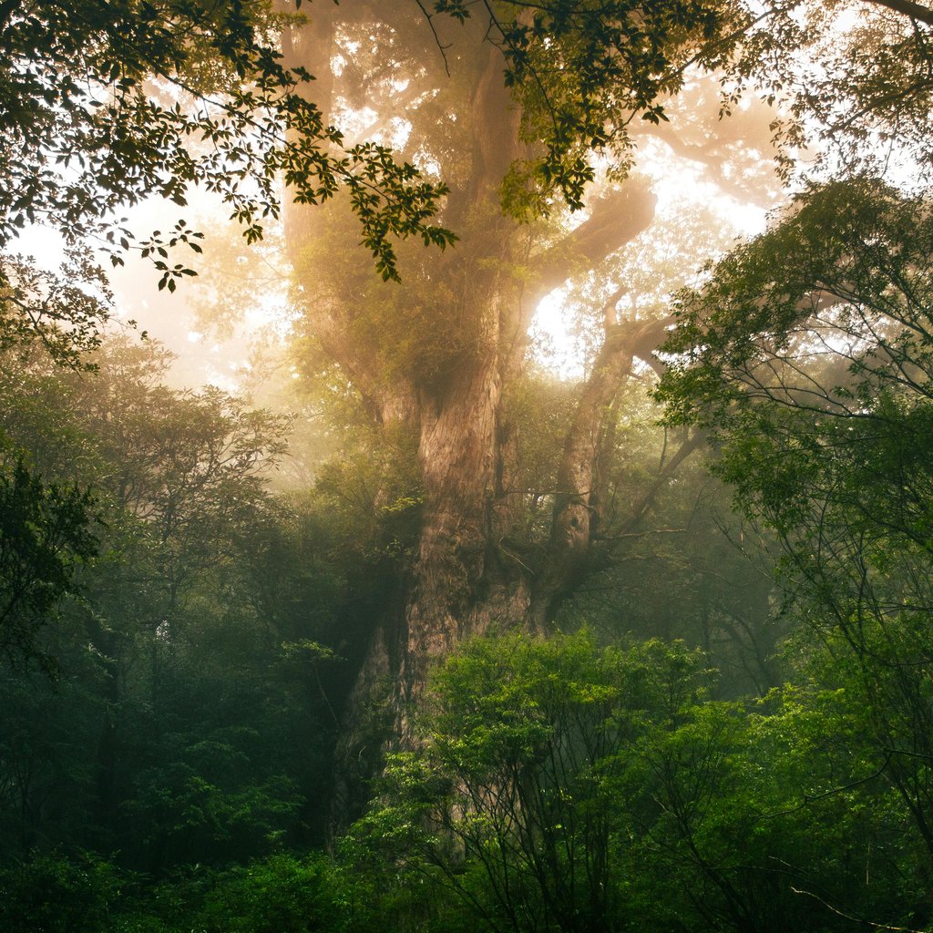 Epic shot of a towering cedar tree in Yakushima's lush forest, capturing the ethereal beauty of nature.