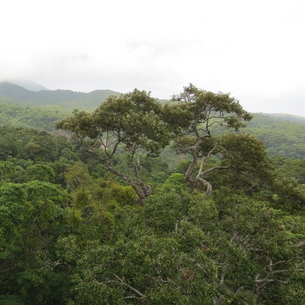 Daintree Rainforest, Queensland, Australia