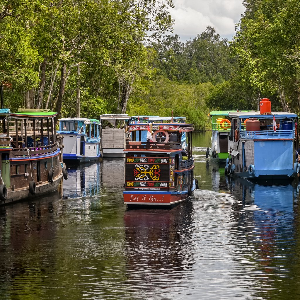 Tanjung Puting National Park (Central Kalimantan, Central Borneo, Indonesia)