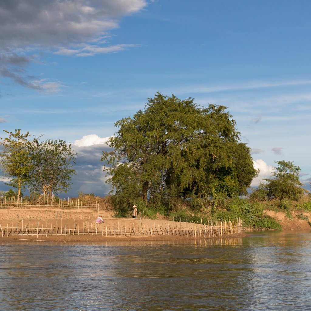 Bamboo fence on a Mekong bank, around a small cultivated island near Don Loppadi, in Si Phan Don (4000 islands), Laos, with a couple working. The fence is a protection to prevent intruders from cultivating the same land. This small ground certainly doesn't belong to anyone officially, or the official owner just doesn't care. Since this tiny island is totally submerged during the monsoon, the first locals who decide to settle there after the recession of the Mekong need to give a clear signal to the neighborhood that the domain is not available anymore.