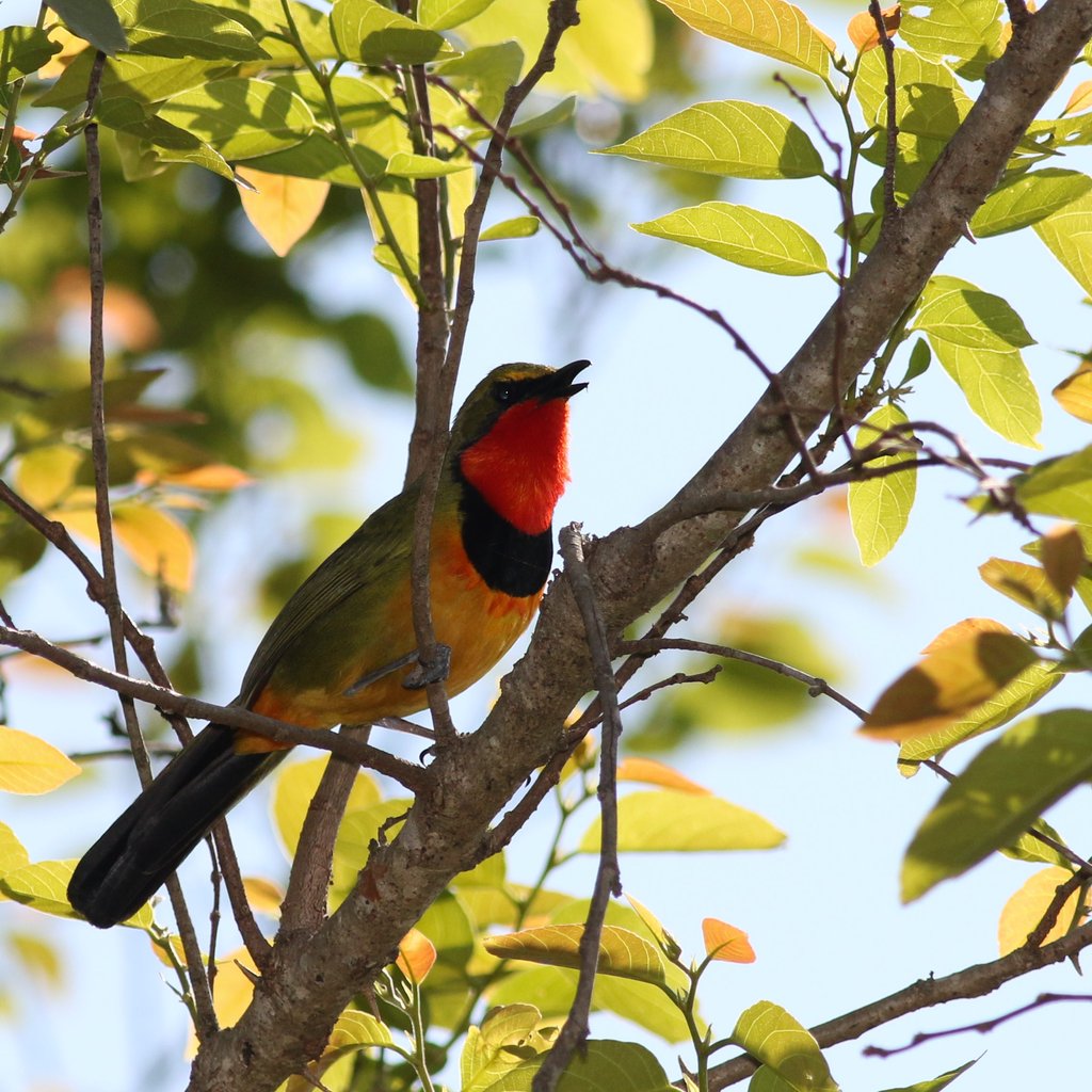 Gorgeous bushshrik, Chlorophoneus viridis, Vumba, Zimbabwe