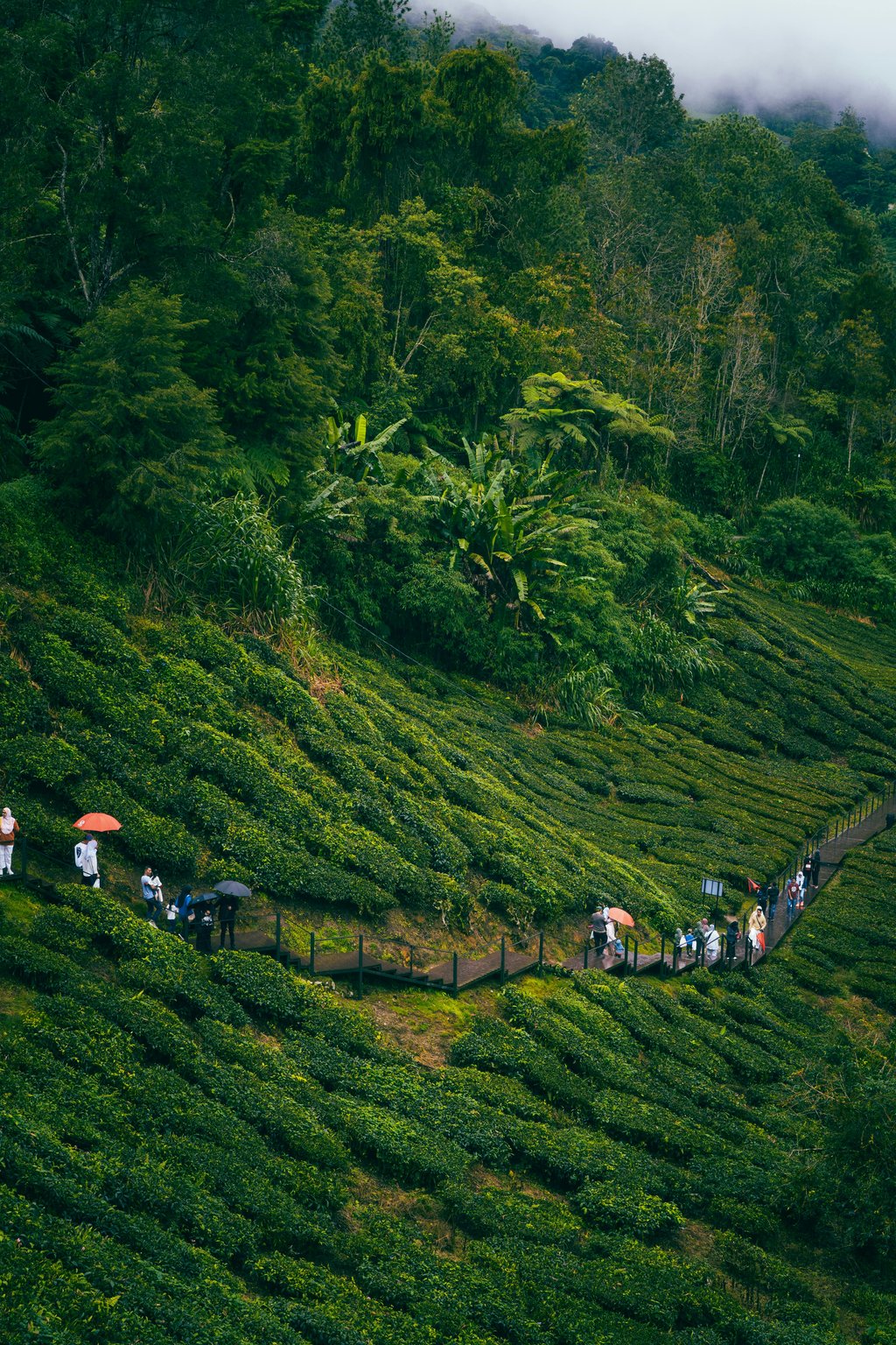 Image of Cameron Highlands