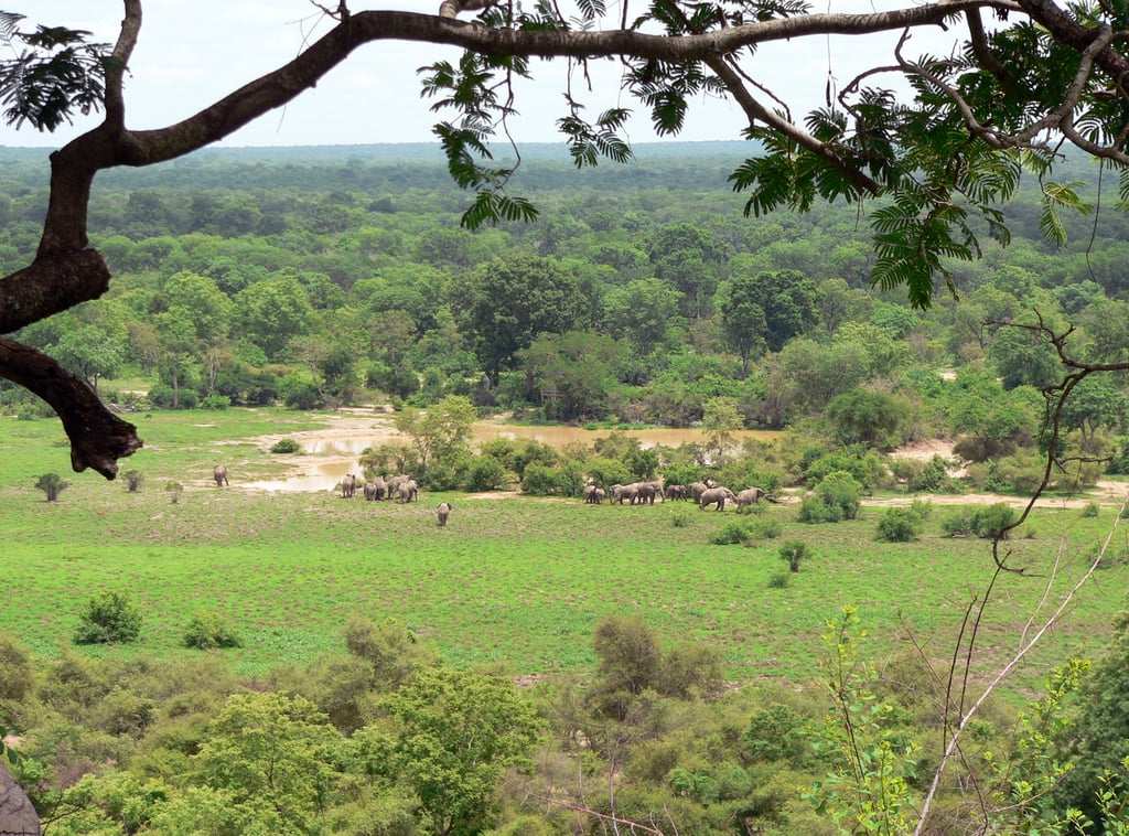 Image of Mole National Park